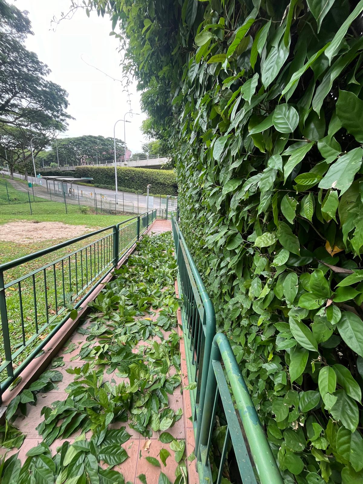 Hedge Trimming and Shaping